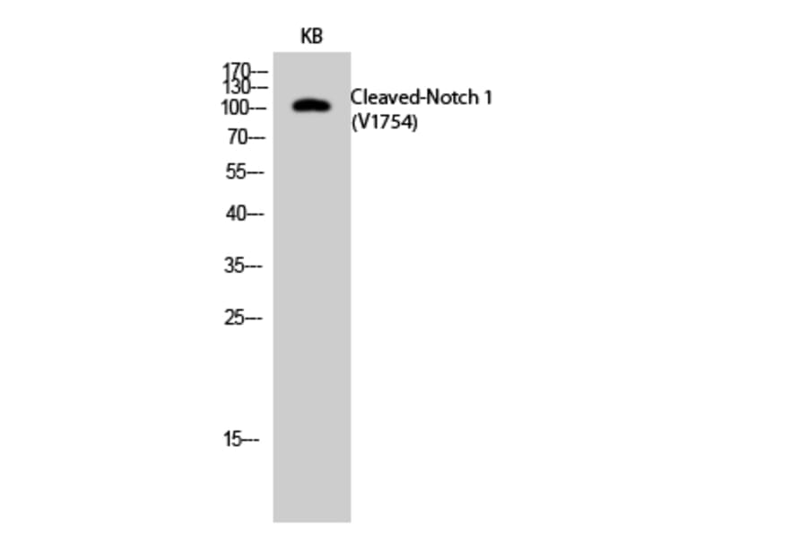 Western blot - Cleaved-Notch 1 (V1754) Polyclonal Antibody from Signalway Antibody (40516) - Antibodies.com