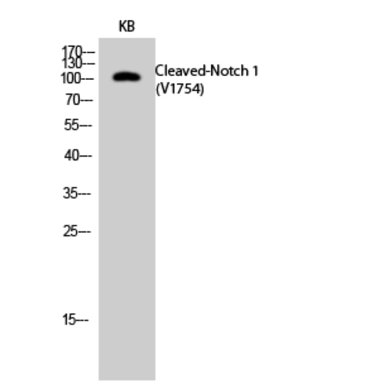 Western blot - Cleaved-Notch 1 (V1754) Polyclonal Antibody from Signalway Antibody (40516) - Antibodies.com