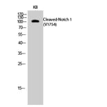 Western blot - Cleaved-Notch 1 (V1754) Polyclonal Antibody from Signalway Antibody (40516) - Antibodies.com
