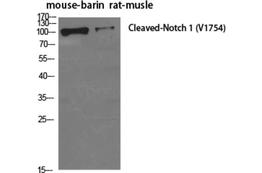 Western blot - Cleaved-Notch 1 (V1754) Polyclonal Antibody from Signalway Antibody (40516) - Antibodies.com