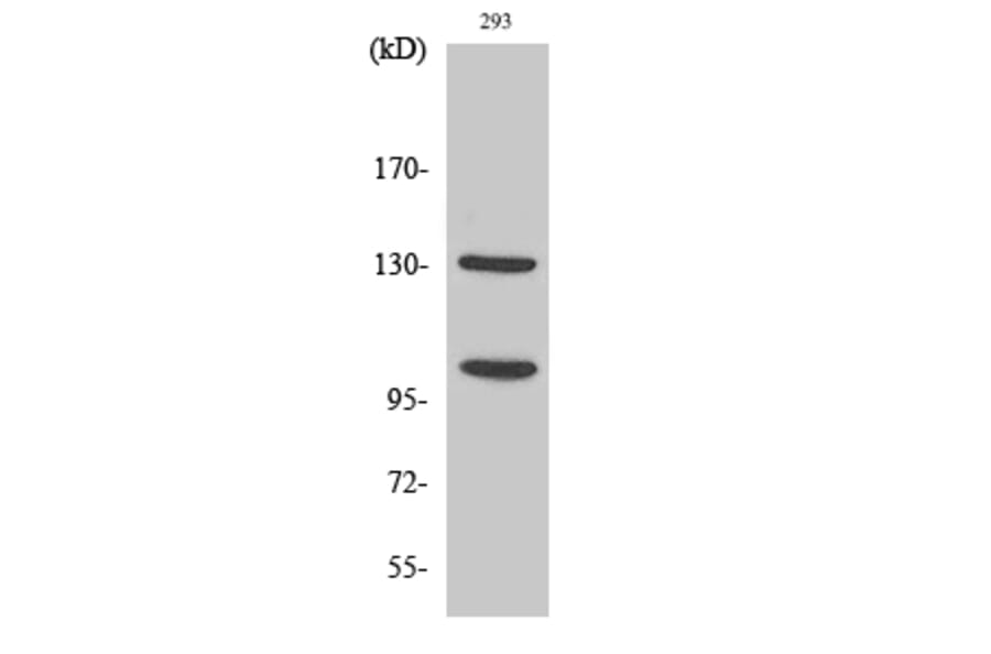 Western blot - Cleaved-Notch 2 (D1733) Polyclonal Antibody from Signalway Antibody (40517) - Antibodies.com