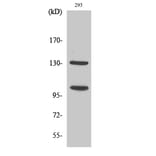 Western blot - Cleaved-Notch 2 (D1733) Polyclonal Antibody from Signalway Antibody (40517) - Antibodies.com