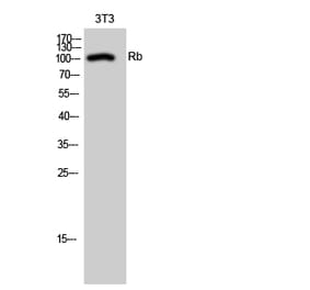 Western blot - Rb Polyclonal Antibody from Signalway Antibody (41388) - Antibodies.com