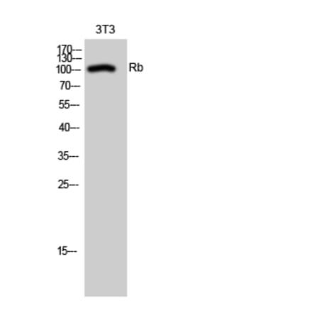 Western blot - Rb Polyclonal Antibody from Signalway Antibody (41388) - Antibodies.com