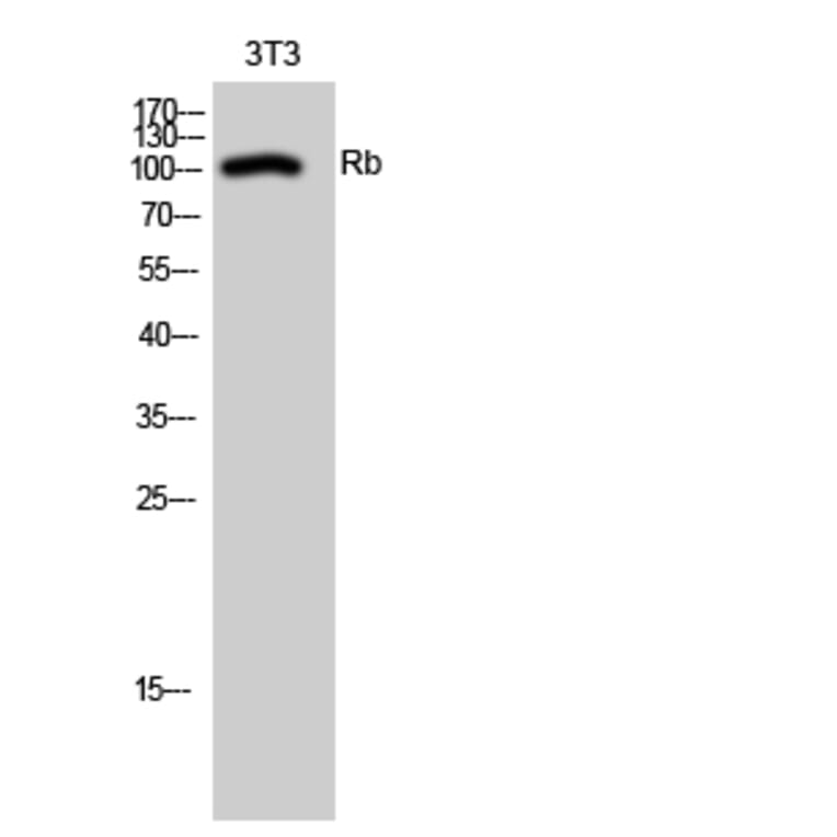 Western blot - Rb Polyclonal Antibody from Signalway Antibody (41388) - Antibodies.com