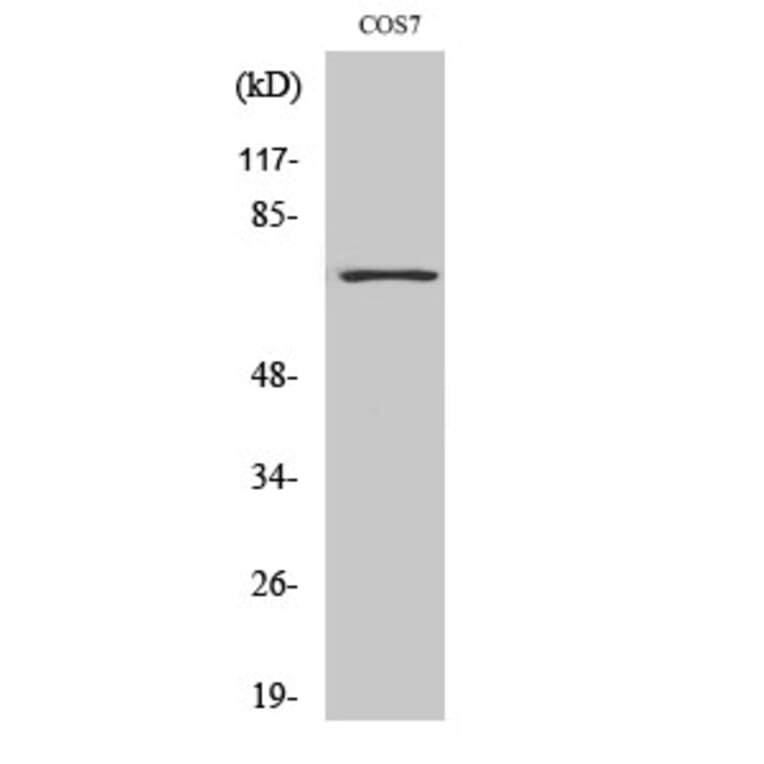 Western blot - Histone deacetylase 10 Polyclonal Antibody from Signalway Antibody (41010) - Antibodies.com