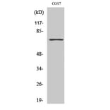 Western blot - Histone deacetylase 10 Polyclonal Antibody from Signalway Antibody (41010) - Antibodies.com