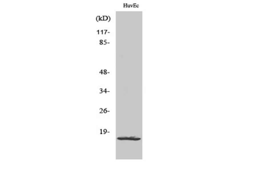 Western blot - Ribosomal Protein L26L Polyclonal Antibody from Signalway Antibody (41403) - Antibodies.com