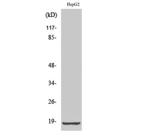 Western blot - Ribosomal Protein L12 Polyclonal Antibody from Signalway Antibody (41400) - Antibodies.com