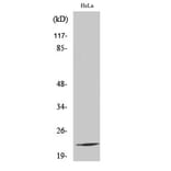 Western blot - Ribosomal Protein L17 Polyclonal Antibody from Signalway Antibody (41401) - Antibodies.com