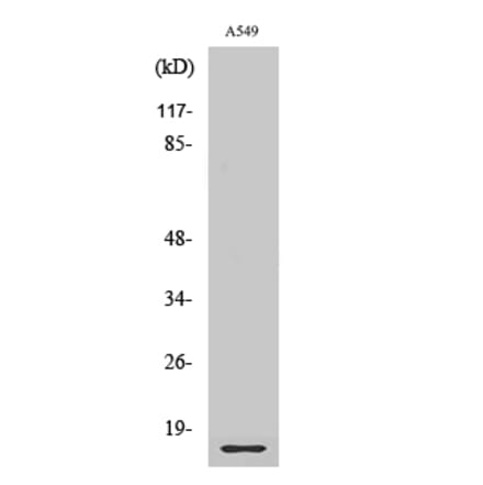 Western blot - Ribosomal Protein L28 Polyclonal Antibody from Signalway Antibody (41405) - Antibodies.com