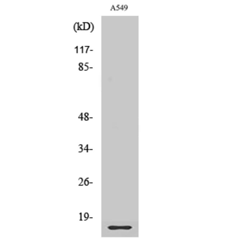 Western blot - Ribosomal Protein L28 Polyclonal Antibody from Signalway Antibody (41405) - Antibodies.com