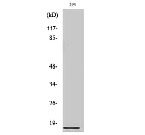 Western blot - Ribosomal Protein L35 Polyclonal Antibody from Signalway Antibody (41407) - Antibodies.com