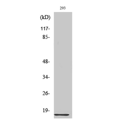 Western blot - Ribosomal Protein L35 Polyclonal Antibody from Signalway Antibody (41407) - Antibodies.com