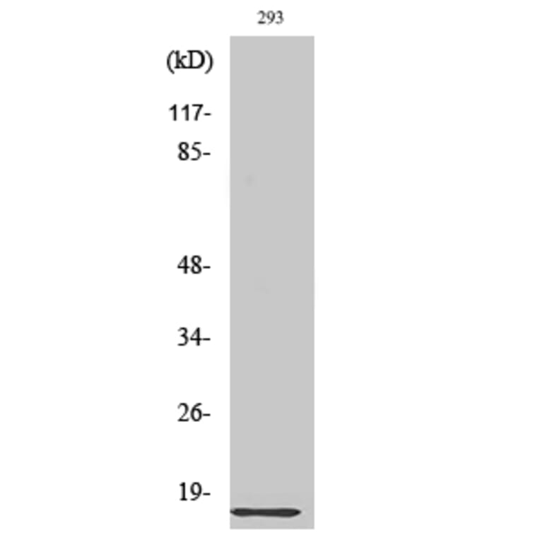 Western blot - Ribosomal Protein L35 Polyclonal Antibody from Signalway Antibody (41407) - Antibodies.com
