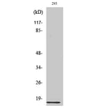 Western blot - Ribosomal Protein L35 Polyclonal Antibody from Signalway Antibody (41407) - Antibodies.com