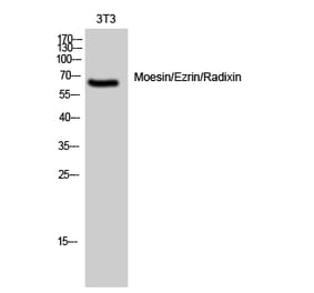 Western blot - Moesin/Ezrin/Radixin Polyclonal Antibody from Signalway Antibody (41161) - Antibodies.com