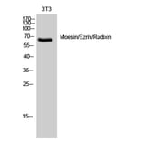 Western blot - Moesin/Ezrin/Radixin Polyclonal Antibody from Signalway Antibody (41161) - Antibodies.com