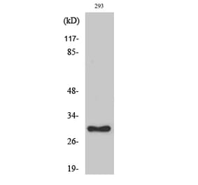 Western blot - Ribosomal Protein L7 Polyclonal Antibody from Signalway Antibody (41408) - Antibodies.com