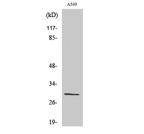 Western blot - Ribosomal Protein S8 Polyclonal Antibody from Signalway Antibody (41411) - Antibodies.com