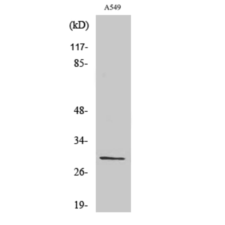 Western blot - Ribosomal Protein S8 Polyclonal Antibody from Signalway Antibody (41411) - Antibodies.com