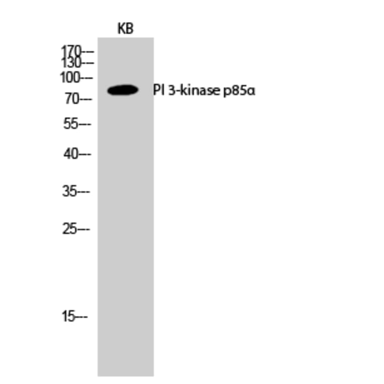 Western blot - PI 3-kinase p85α Polyclonal Antibody from Signalway Antibody (41338) - Antibodies.com