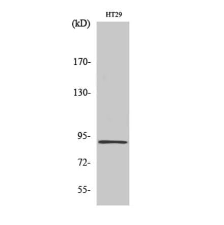 Western blot - InsP 3-kinase C Polyclonal Antibody from Signalway Antibody (41065) - Antibodies.com