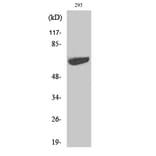 Western blot - p70 S6 kinase α Polyclonal Antibody from Signalway Antibody (41317) - Antibodies.com