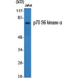 Western blot - p70 S6 kinase α Polyclonal Antibody from Signalway Antibody (41317) - Antibodies.com