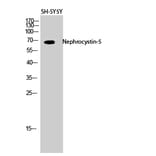 Western blot - Nephrocystin-5 Polyclonal Antibody from Signalway Antibody (41213) - Antibodies.com