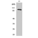 Western blot - Rab 3 GAP p130 Polyclonal Antibody from Signalway Antibody (41376) - Antibodies.com