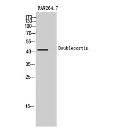 Western blot - Doublecortin Polyclonal Antibody from Signalway Antibody (40851) - Antibodies.com