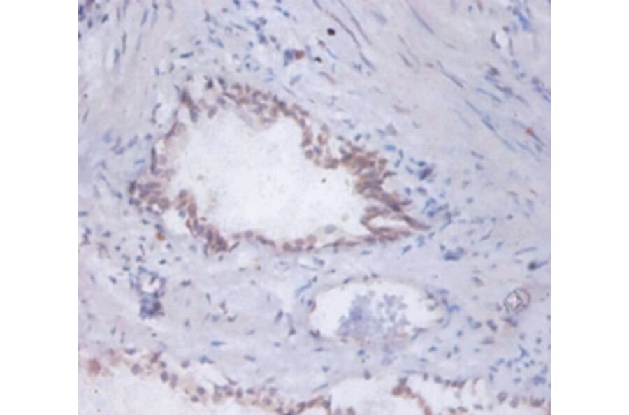 Immunohistochemistry - 42387 from Signalway Antibody - Antibodies.com