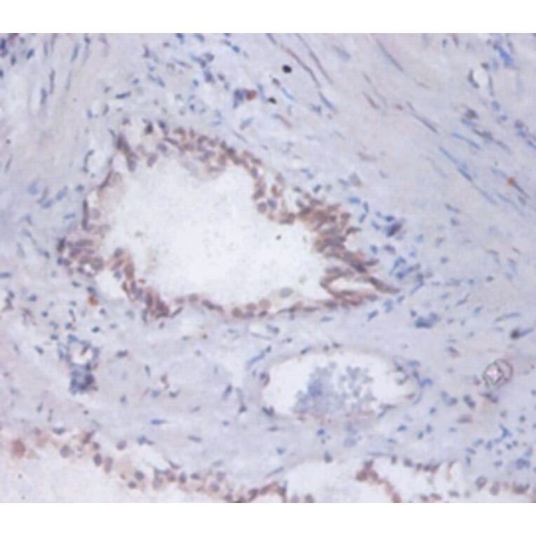 Immunohistochemistry - 42387 from Signalway Antibody - Antibodies.com