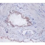 Immunohistochemistry - 42387 from Signalway Antibody - Antibodies.com