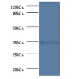 Serine/threonine-protein phosphatase 2A catalytic subunit beta isoform Polyclonal Antibody from Signalway Antibody (42191)