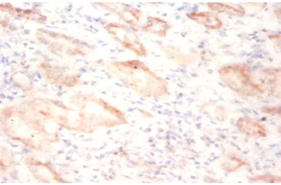 Immunohistochemistry - 42191 from Signalway Antibody - Antibodies.com