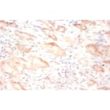 Immunohistochemistry - 42191 from Signalway Antibody - Antibodies.com