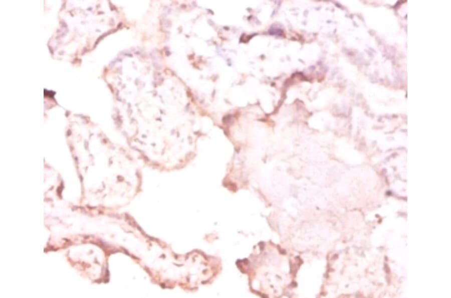 Immunohistochemistry - 42172 from Signalway Antibody - Antibodies.com