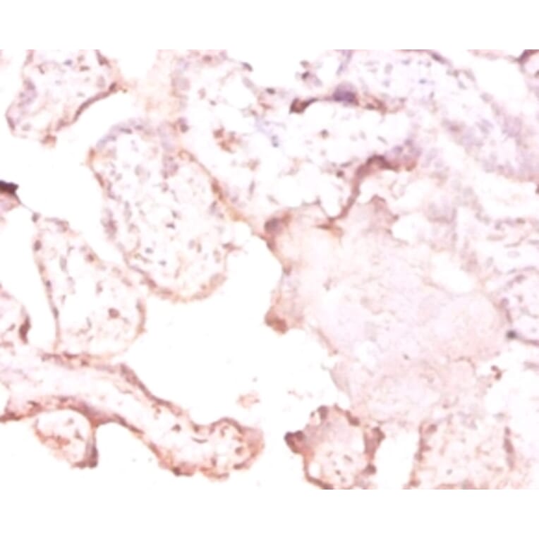 Immunohistochemistry - 42172 from Signalway Antibody - Antibodies.com