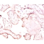 Immunohistochemistry - 42172 from Signalway Antibody - Antibodies.com