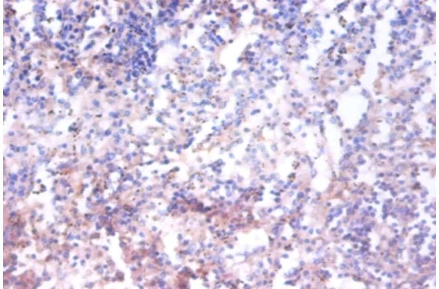 Immunohistochemistry - 42435 from Signalway Antibody - Antibodies.com