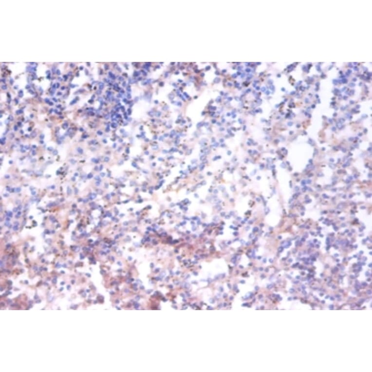 Immunohistochemistry - 42435 from Signalway Antibody - Antibodies.com