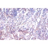 Immunohistochemistry - 42435 from Signalway Antibody - Antibodies.com