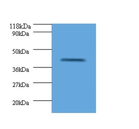 HLA class I histocompatibility antigen, alpha chain G Polyclonal Antibody from Signalway Antibody (42322)