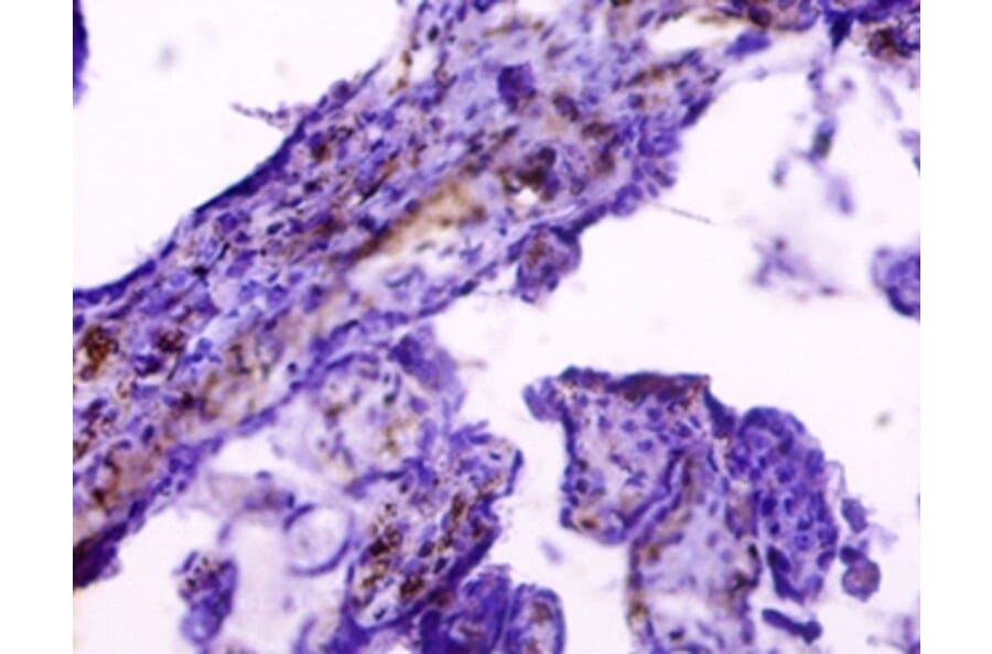 Immunohistochemistry - 42322 from Signalway Antibody - Antibodies.com
