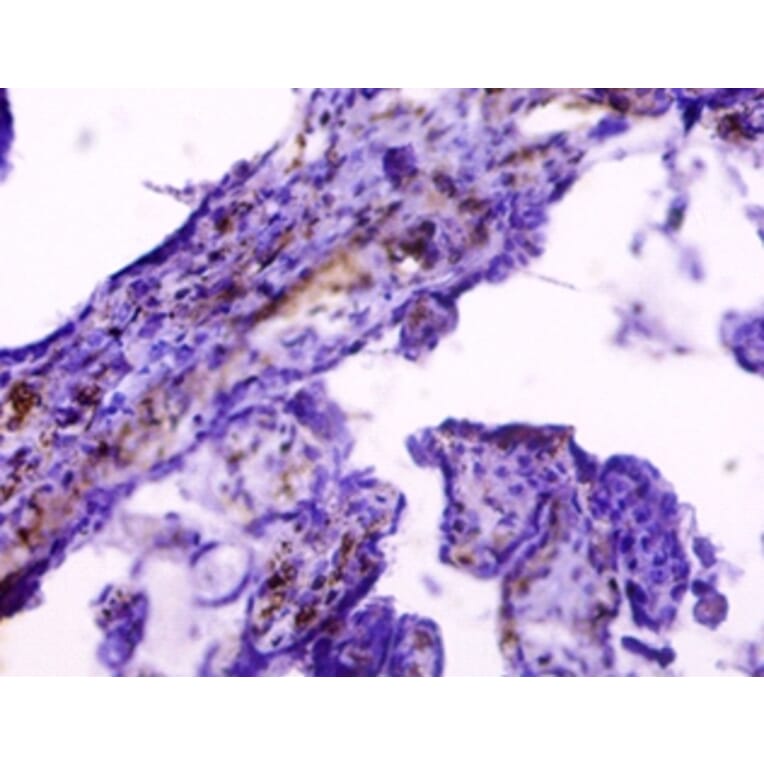 Immunohistochemistry - 42322 from Signalway Antibody - Antibodies.com