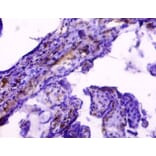 Immunohistochemistry - 42322 from Signalway Antibody - Antibodies.com