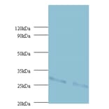 Cytochrome b-c1 complex subunit Rieske, mitochondrial Polyclonal Antibody from Signalway Antibody (42416)