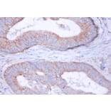 Immunohistochemistry - 42416 from Signalway Antibody - Antibodies.com